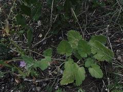 Erodium chium