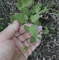 Erodium chium