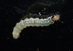 Pantographa