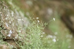 Mononeuria cumberlandensis