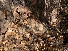 Rigidoporus ulmarius