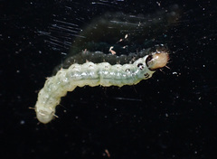 Pantographa