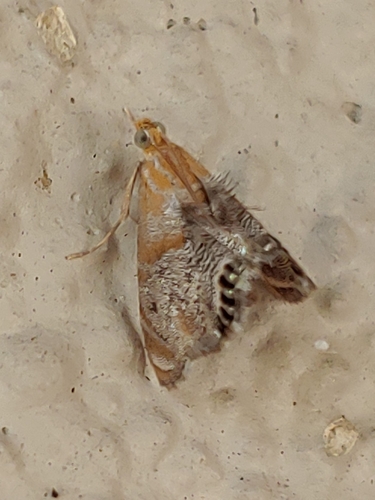Peppery Dicymolomia photo 4