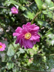 Eriocapitella × hybrida