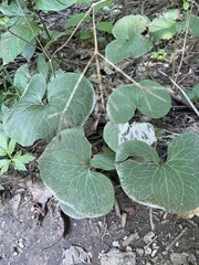 Asarum