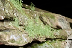 Mononeuria cumberlandensis