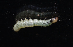 Pantographa