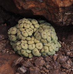 Conophytum pageae