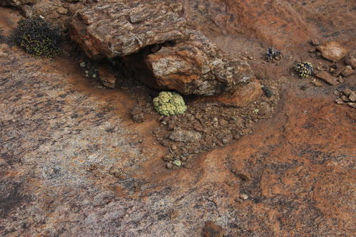 Conophytum pageae