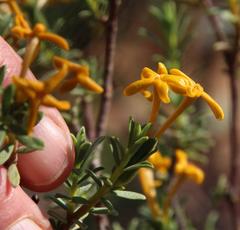 Lasiosiphon deserticola