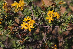 Lasiosiphon deserticola