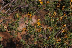 Lasiosiphon deserticola