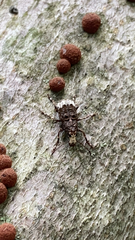 Eurymycter