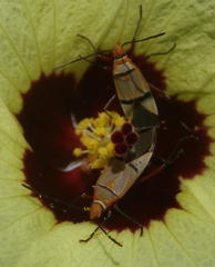 Dysdercus nigrofasciatus