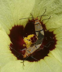 Dysdercus nigrofasciatus