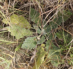 Salvia aethiopis