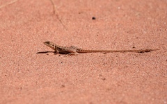 Ctenophorus isolepis