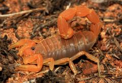 Parabuthus capensis