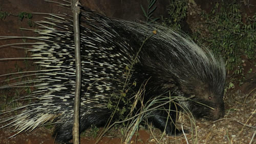 Cape Porcupine