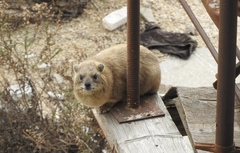 Procavia capensis