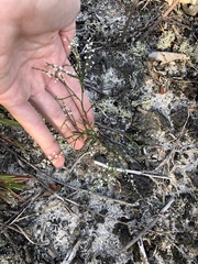 Polygonella articulata