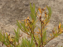Salix melanopsis