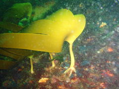 Laminaria pallida
