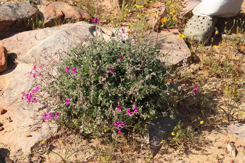 Pelargonium magenteum 3