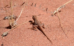 Ctenophorus isolepis