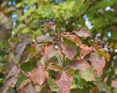Cornus sanguinea australis