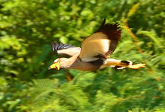 Vanellus senegallus lateralis