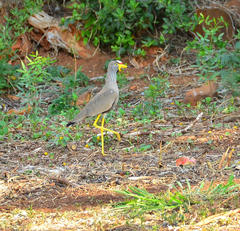 Vanellus senegallus lateralis