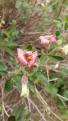 Viviania marifolia