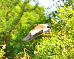 Vanellus senegallus lateralis