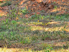 Vanellus senegallus lateralis