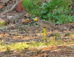 Vanellus senegallus lateralis