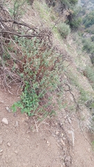 Viviania marifolia