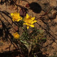 Rhynchopsidium pumilum