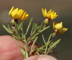 Rhynchopsidium pumilum