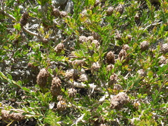 Melaleuca nesophila