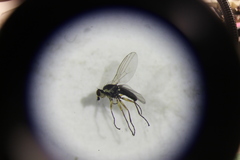 Diptera
