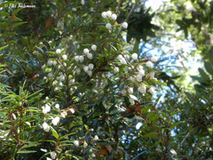 Gaultheria phillyreifolia