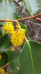 Azara petiolaris