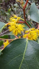 Azara petiolaris