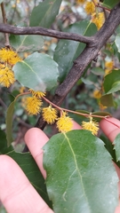 Azara petiolaris