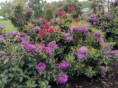 Rhododendron ferrugineum