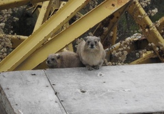 Procavia capensis