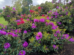Rhododendron ferrugineum