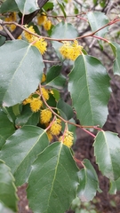 Azara petiolaris