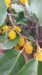 Azara petiolaris